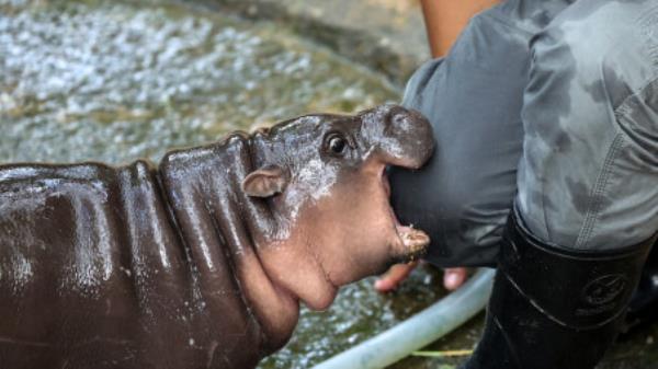  two-month-old female pygmy hippo named &quot;Moo Deng&quot; who has recently become a viral internet sensation, bites her keeper Atthapon Nundee at Khao Kheow Open Zoo in Cho<em></em>nburi province, Thailand, September 16, 2024. Photo: REUTERS