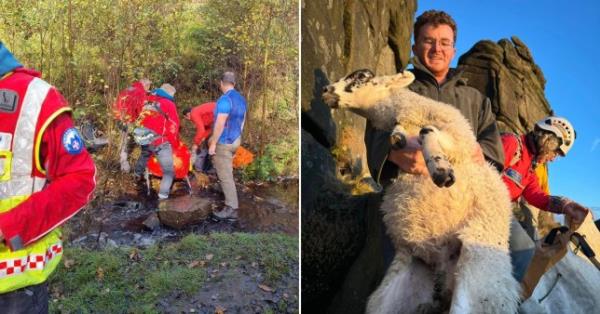 A mountain rescue team helped save a stranded sheep in the Peak District (Pictures: SWNS)